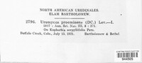 Uromyces proëminens image